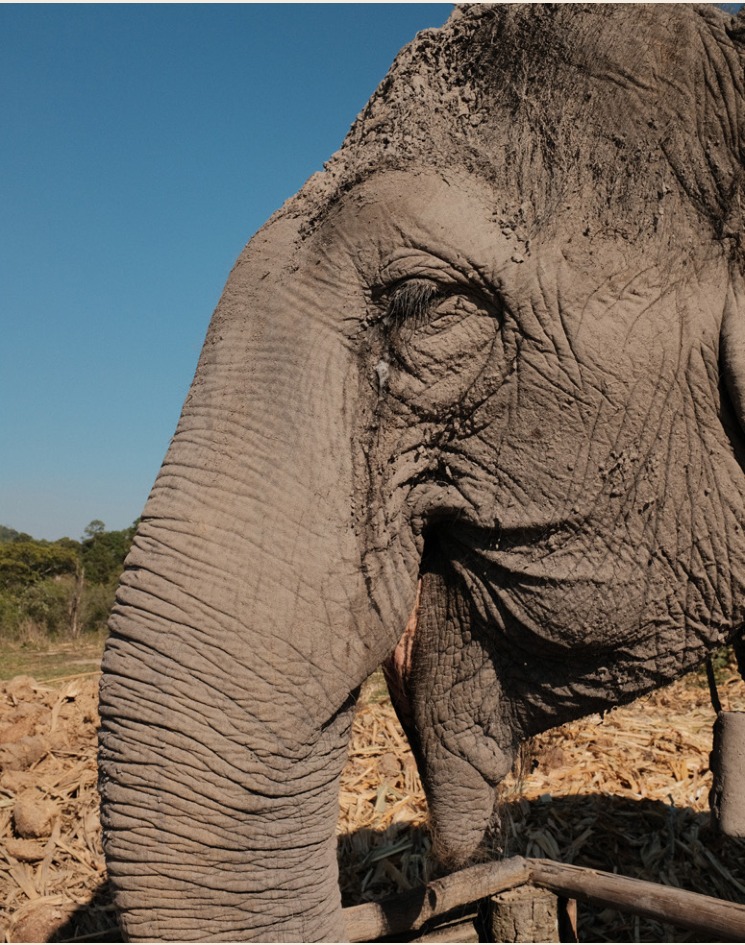Close-up of an elephant's eye and trunk
