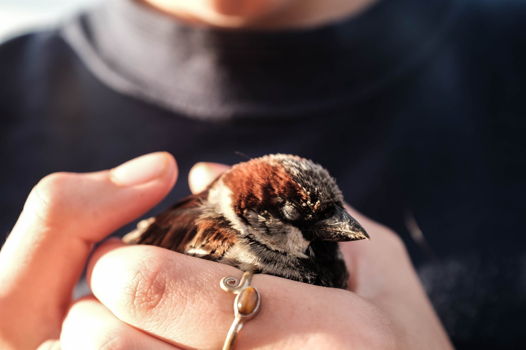 Close-up of hands gently holding a sparrow