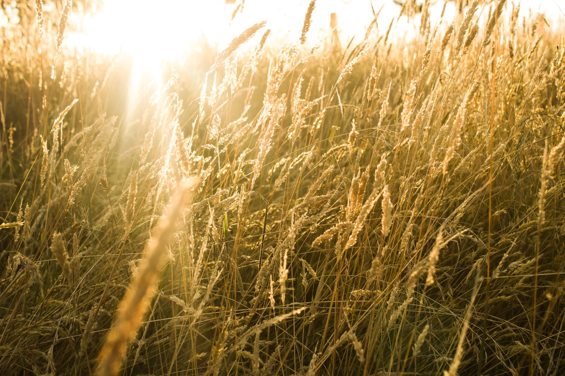 Backlit golden grass at sunset