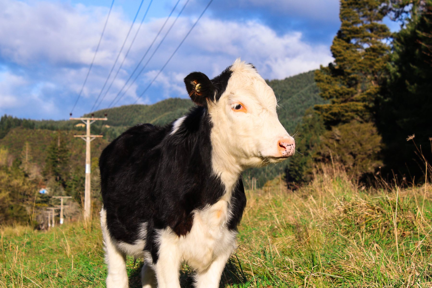 A black and white calf in a green paddock
