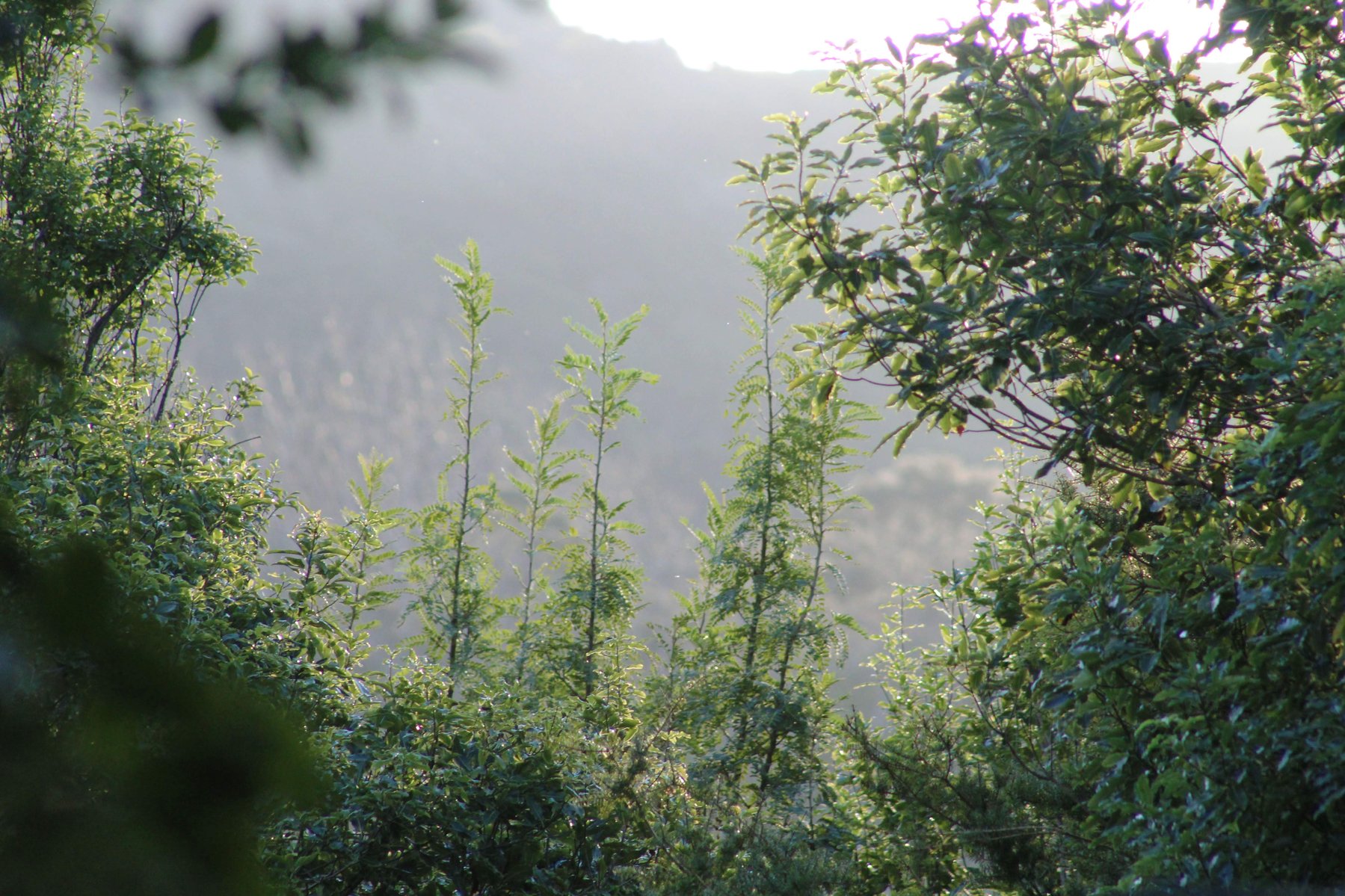 Sunlit native forest