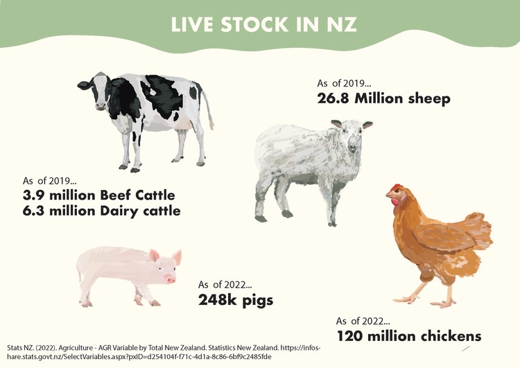 Livestock in NZ infographic with statistics on cattle, sheep, pigs and chickens